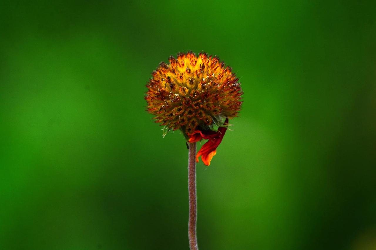 落花也美