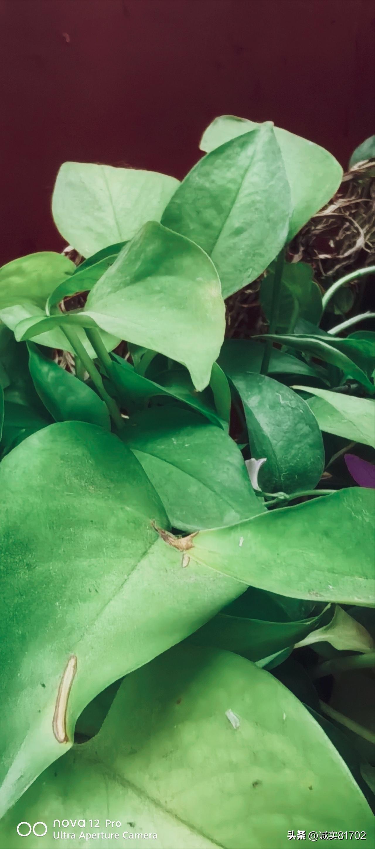 晒晒你阳台上的植物这些是阳台上的水培植物，净化空气，也非常耐活好养。