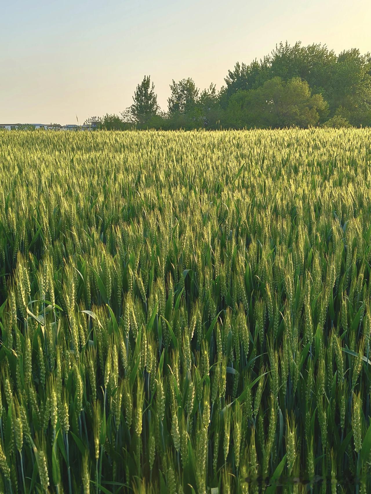 《又闻麦香》
四月平畴麦渐黄，
风摇秀穗泛清香。
田家笑盼丰收景，
一抹清欢待夏