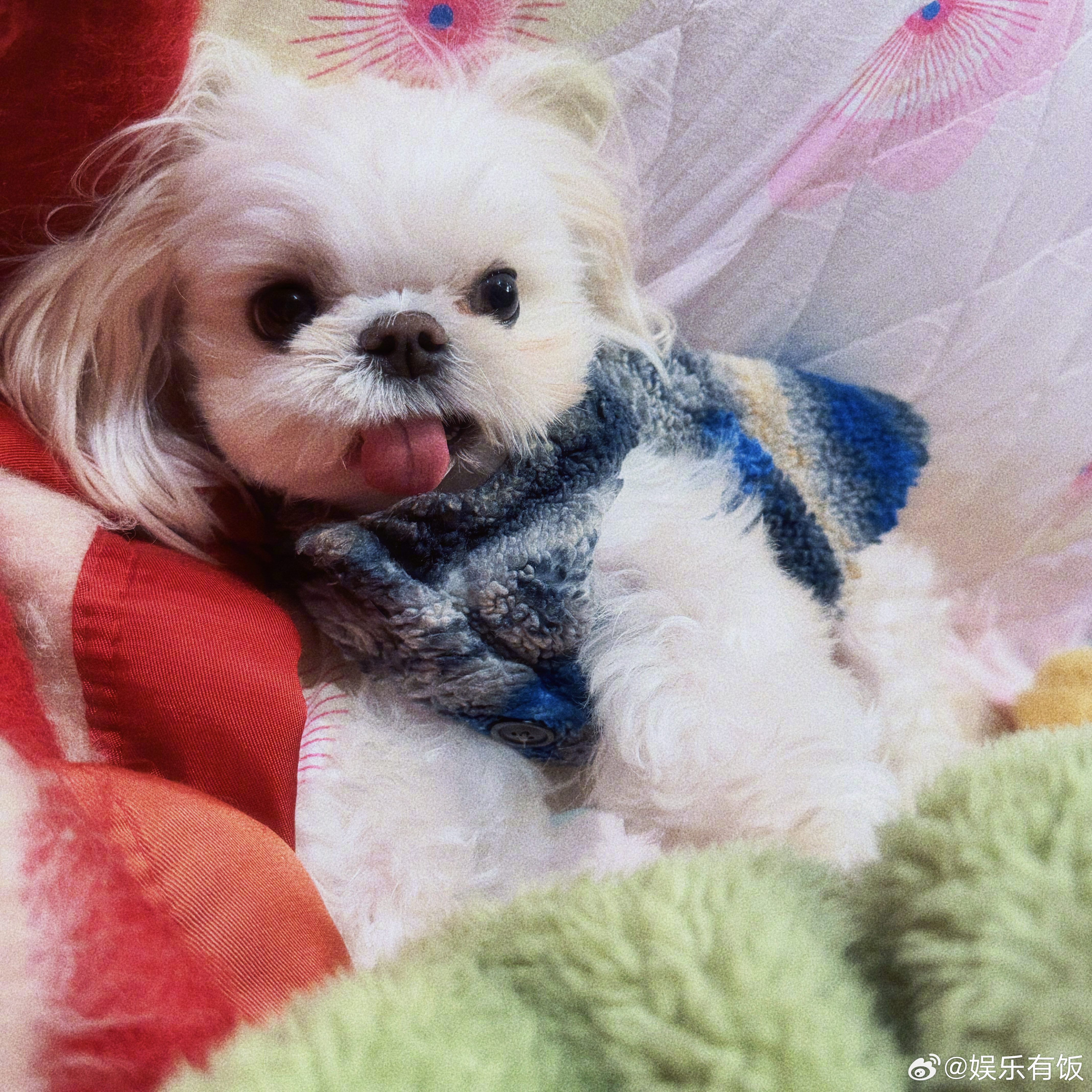 白鹿给黏黏写的应援文案白鹿家有两个生图王者 生图王子黏黏报到白鹿给修狗写的应援文