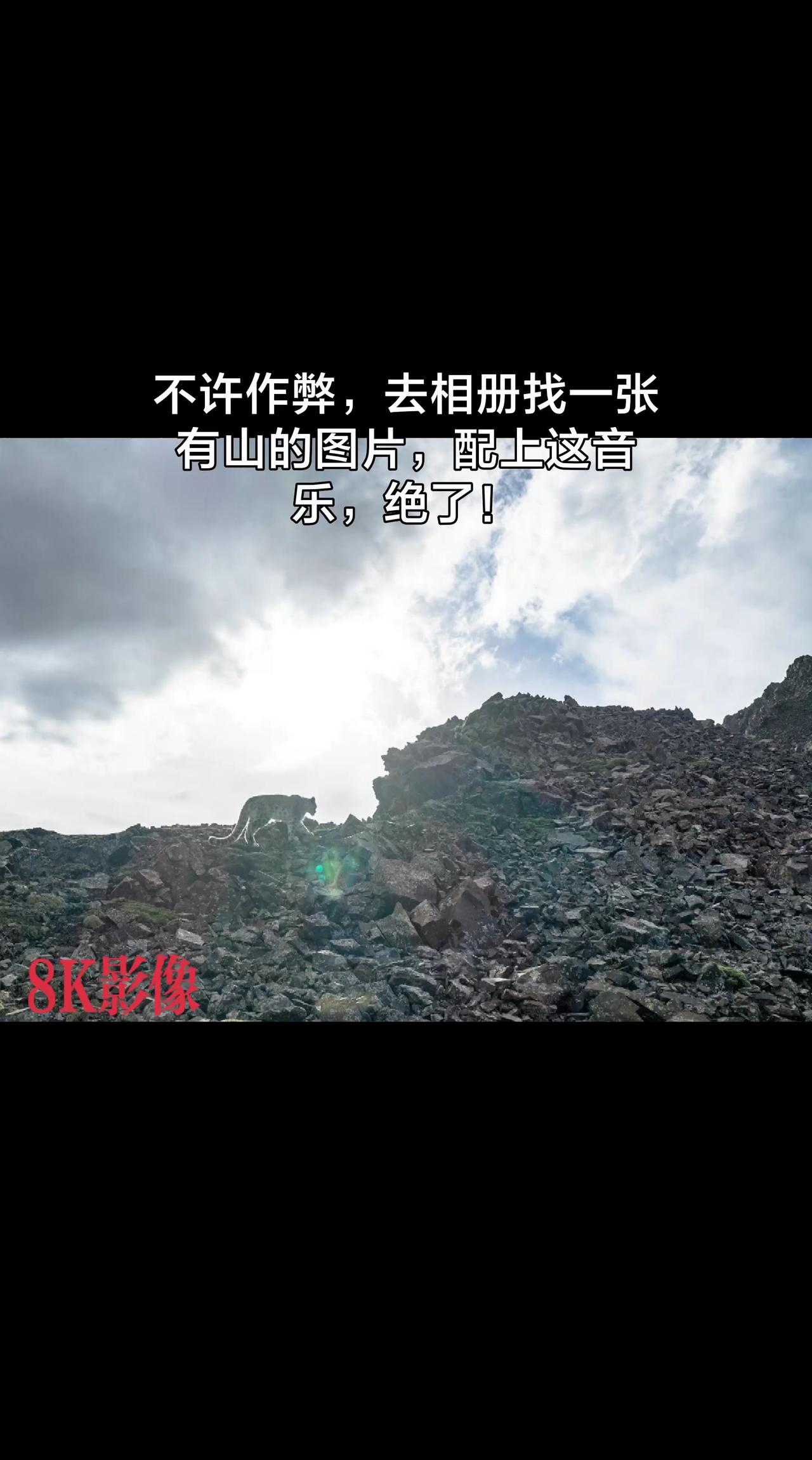 雪豹在山崖间轻盈地行走，——那里是它的王国，而此刻，它正沿着悬崖边缘巡视自己的领