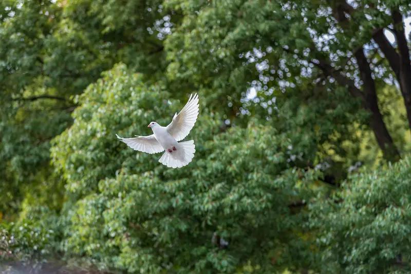 战争与和平！人活着的意义，就是找寻意义！