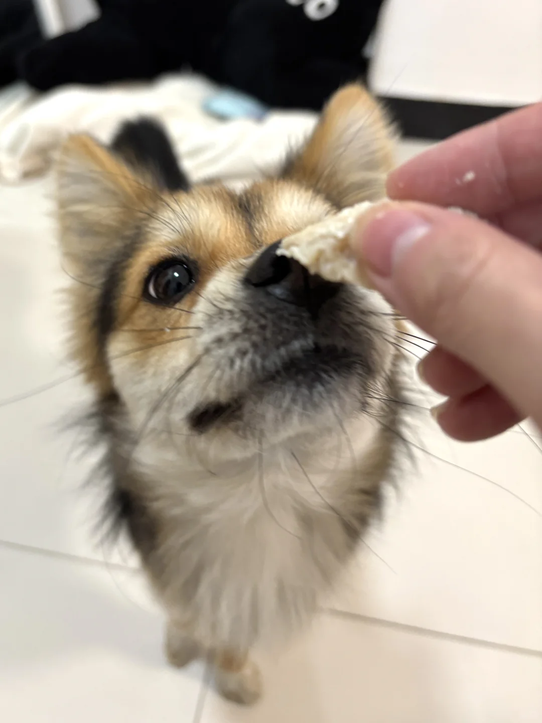 挑食的小黑拒绝店员小哥两次善意投喂