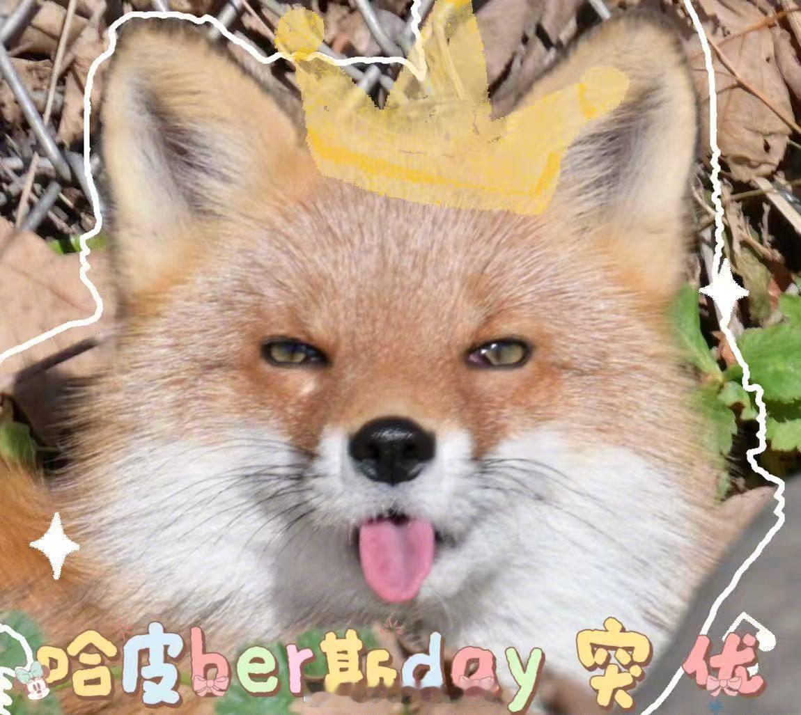 迪丽热巴段小狐狸长命百岁迪丽热巴给陈飞宇的生日祝福 迪丽热巴 祝段小狐狸长命百岁