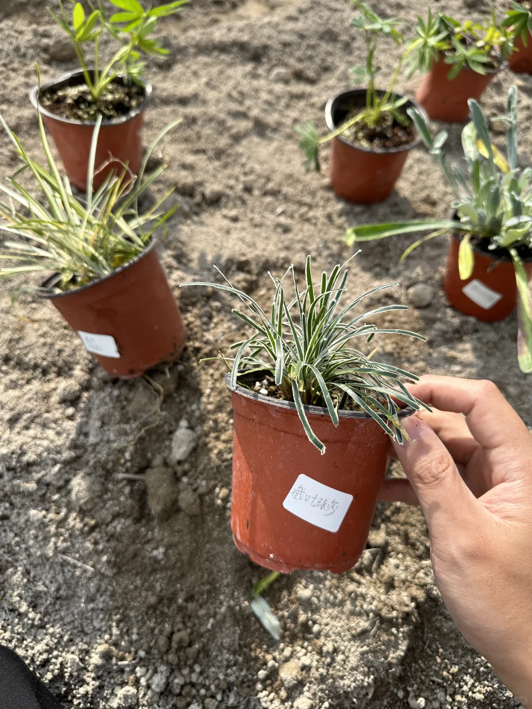 植物开箱：银叶勋章菊、麦冬白龙、银边球莎草