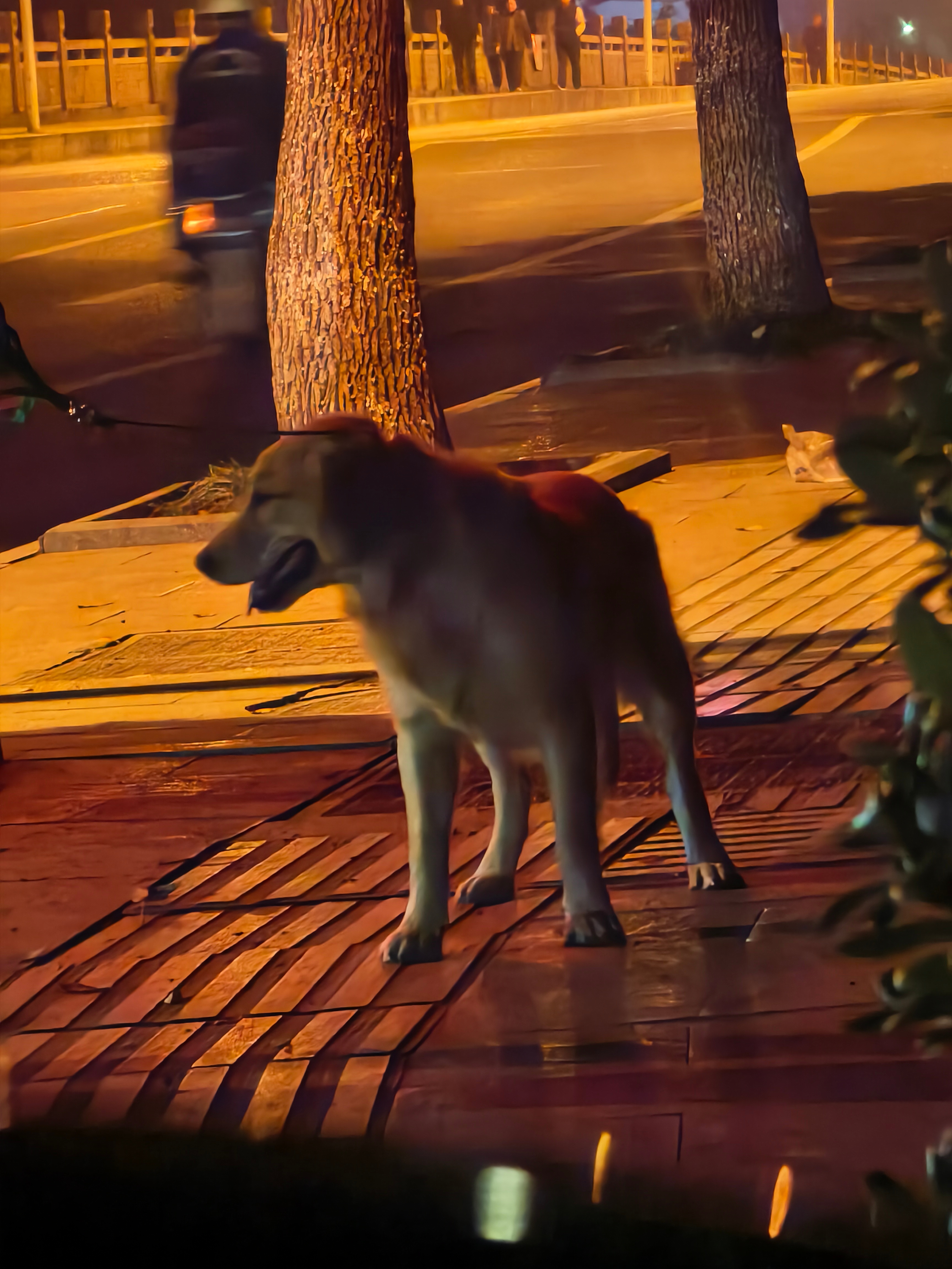 死活不愿意回家