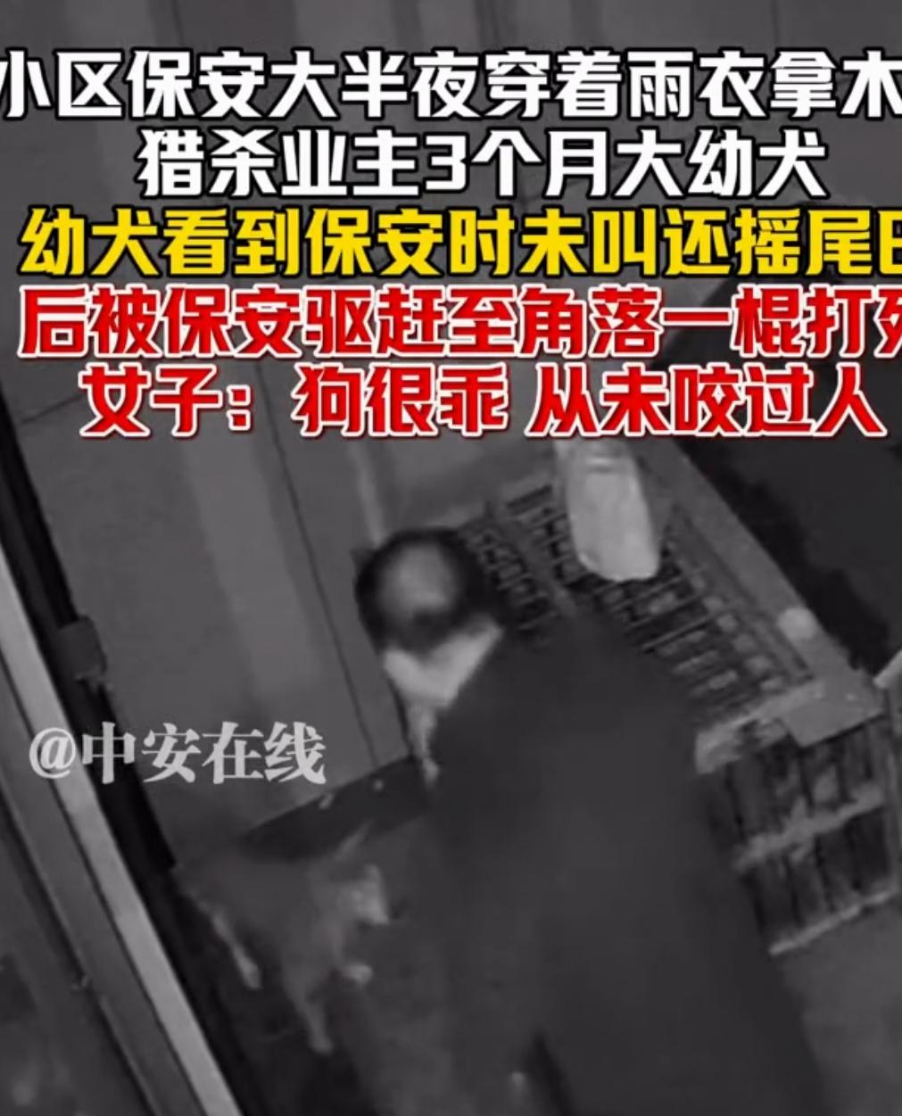 小区保安一棍打死3月幼犬引众怒！真相背后，养犬自由与公共安全该如何平衡？
 
监