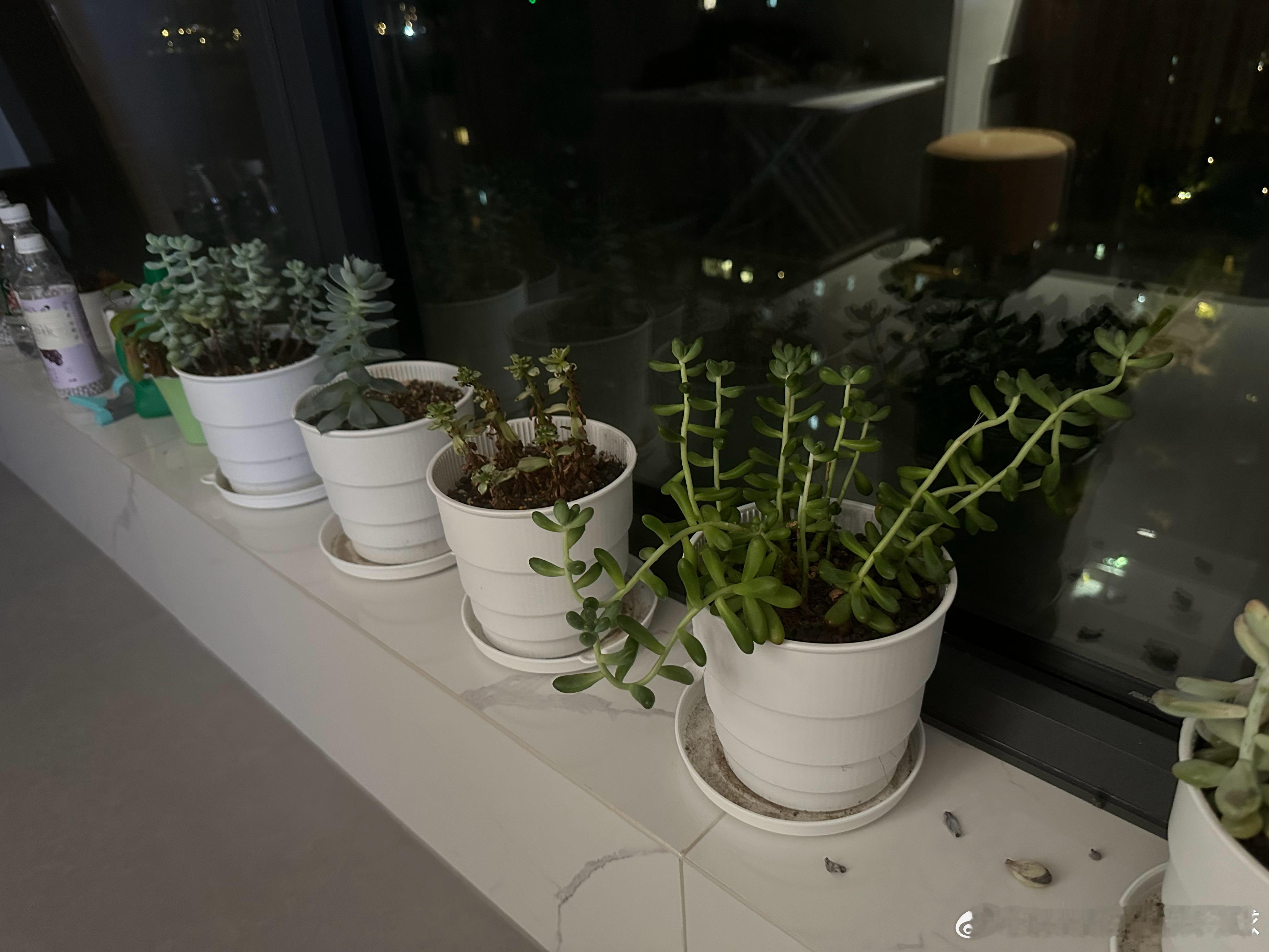 已醒，但要先给花花草草浇水💦，请稍后[可怜] ​​​