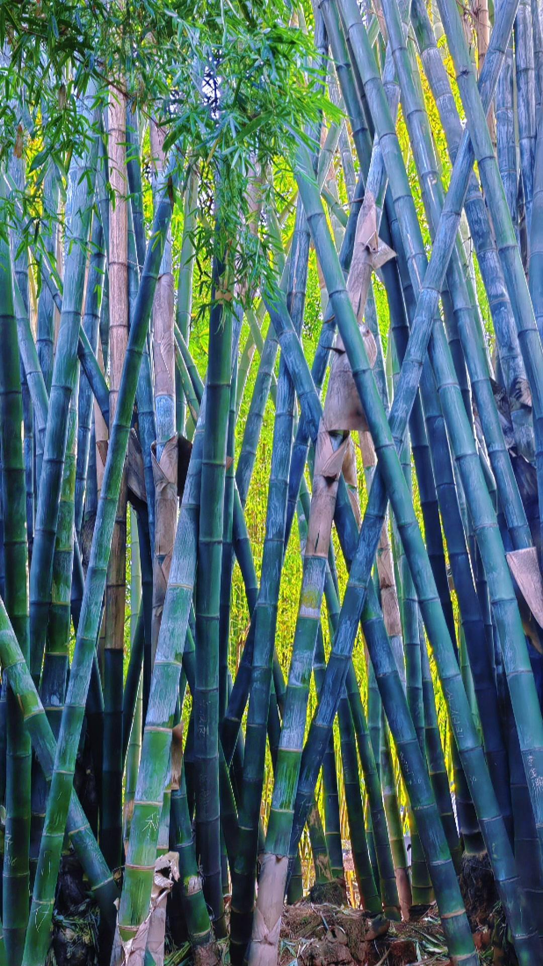 在这片密密的竹林中，每一节都透着向上的倔强。青碧的竹杆绿得深沉，阳光穿过竹叶时，