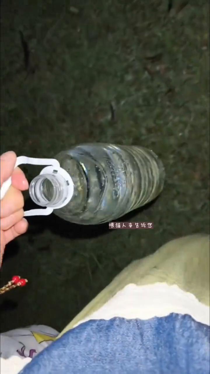 为什么能坚持喂流浪猫？
为什么能坚持喂流浪猫？喂猫人来告诉您。我不怕天黑，不怕被