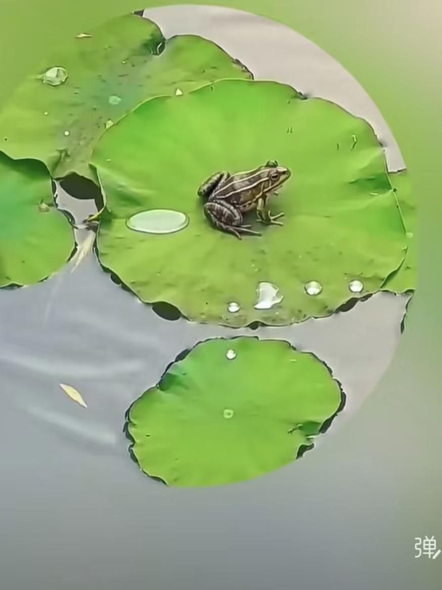 荷钱
清湖一角绿初圆，
贴水浮波待小莲。
忽起微澜谁鼓噪？
鸣蛙稳坐数荷钱。