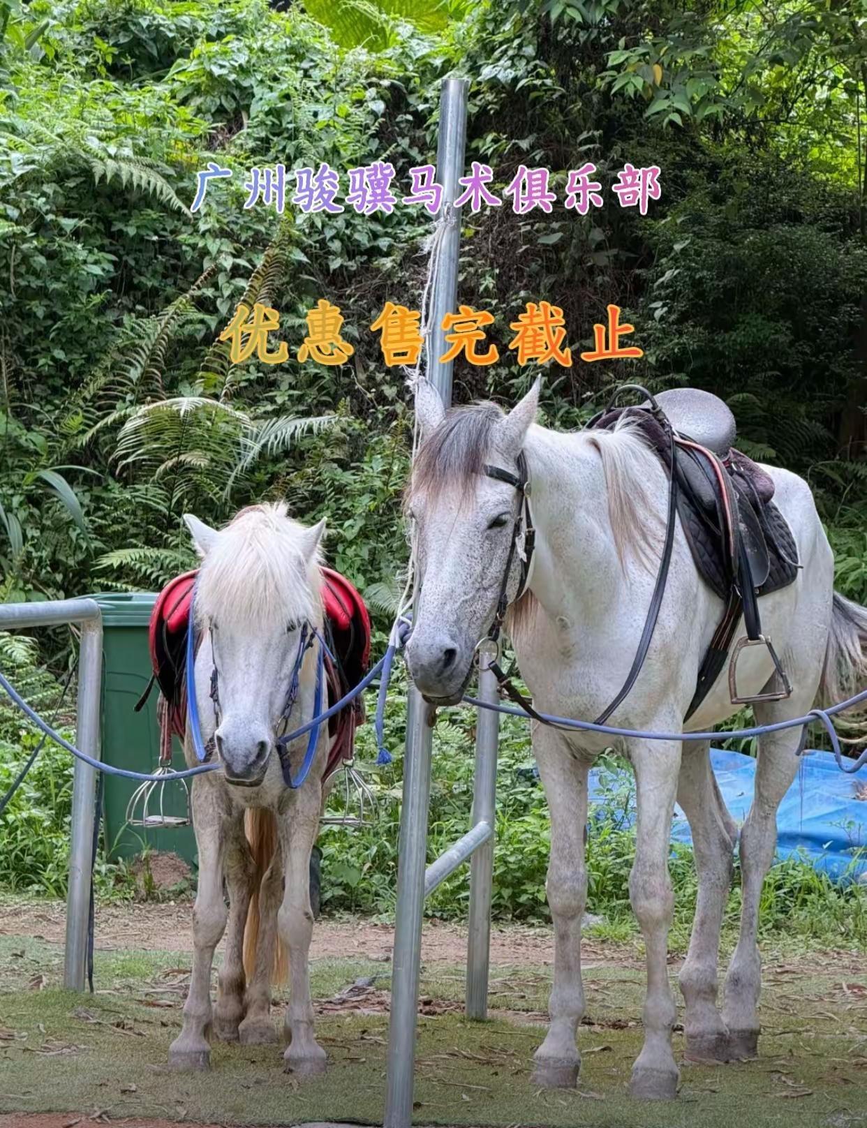 广州骏骥马术俱乐部 野骑体验不一样的快乐 野骑日常记录 野骑日常 马术