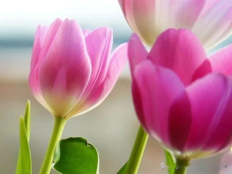 异性之间的两种感觉是灵魂伴侣
通常认为，异性间若能形成“灵魂伴侣”的联结，核心常