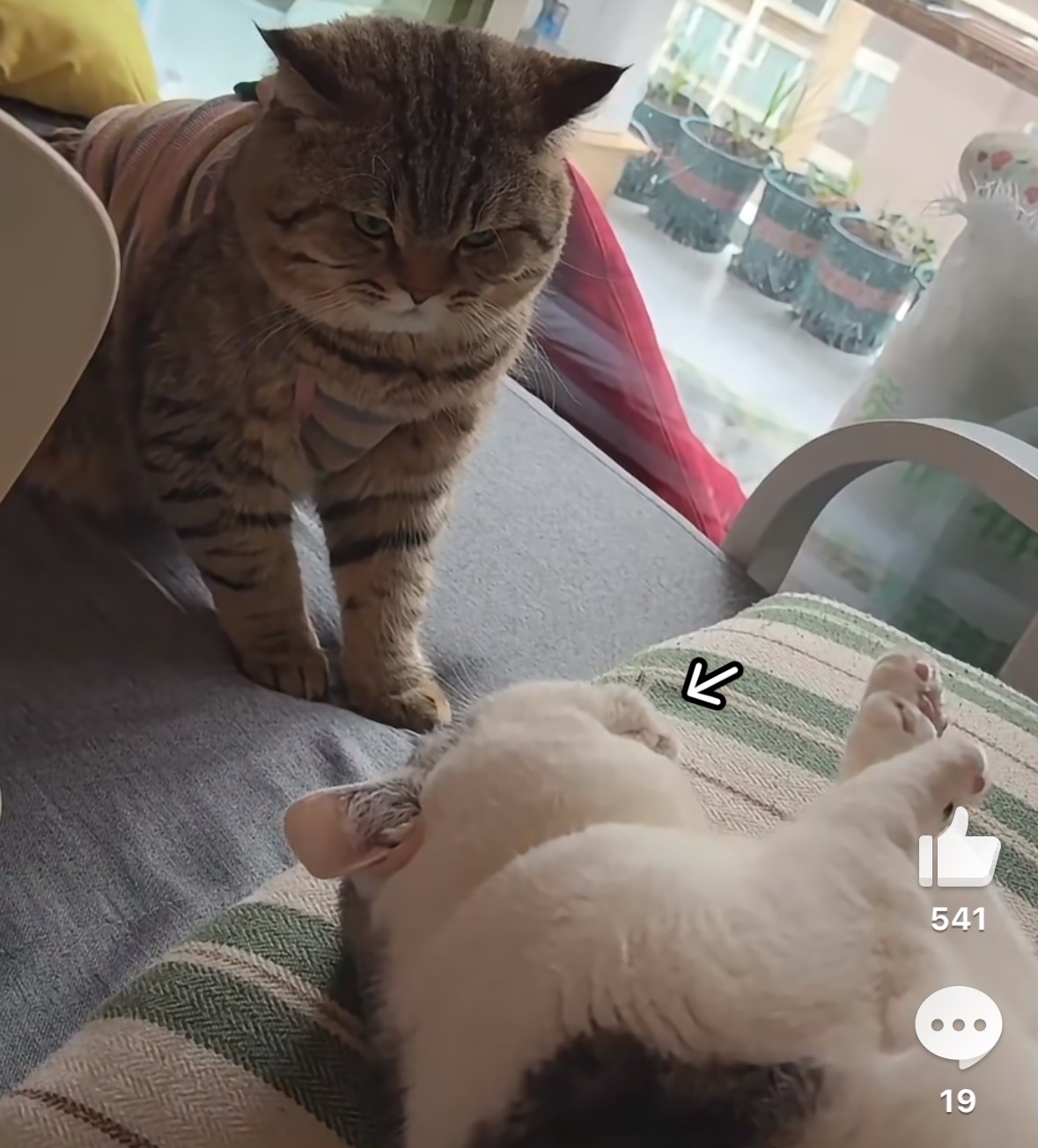 我特别喜欢从猫的后侧面看它的嘟嘟唇，撅撅嘴～特别好玩，像这个表情（   ' 3‘