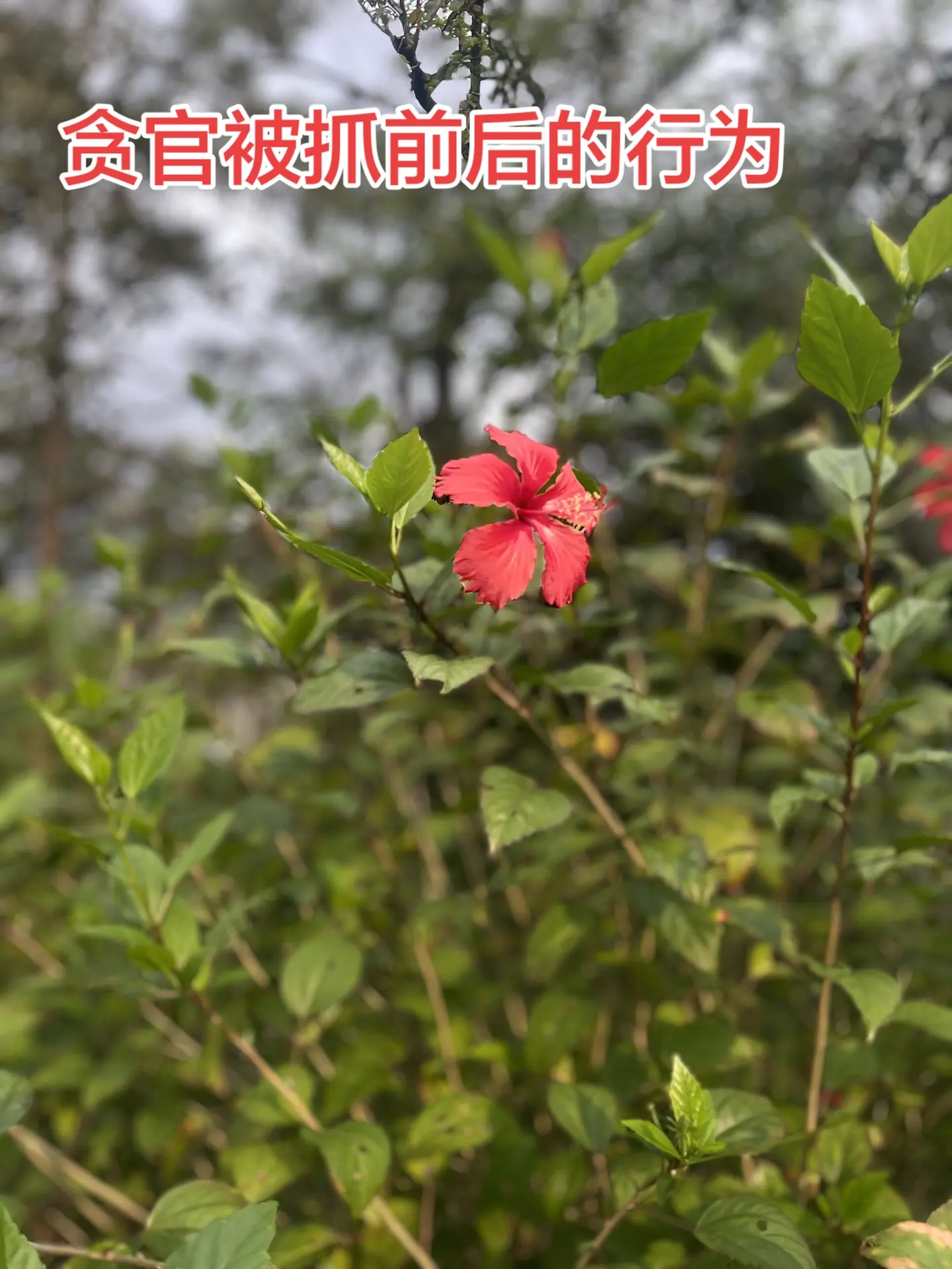 野生植物 你能叫出它的名字吗