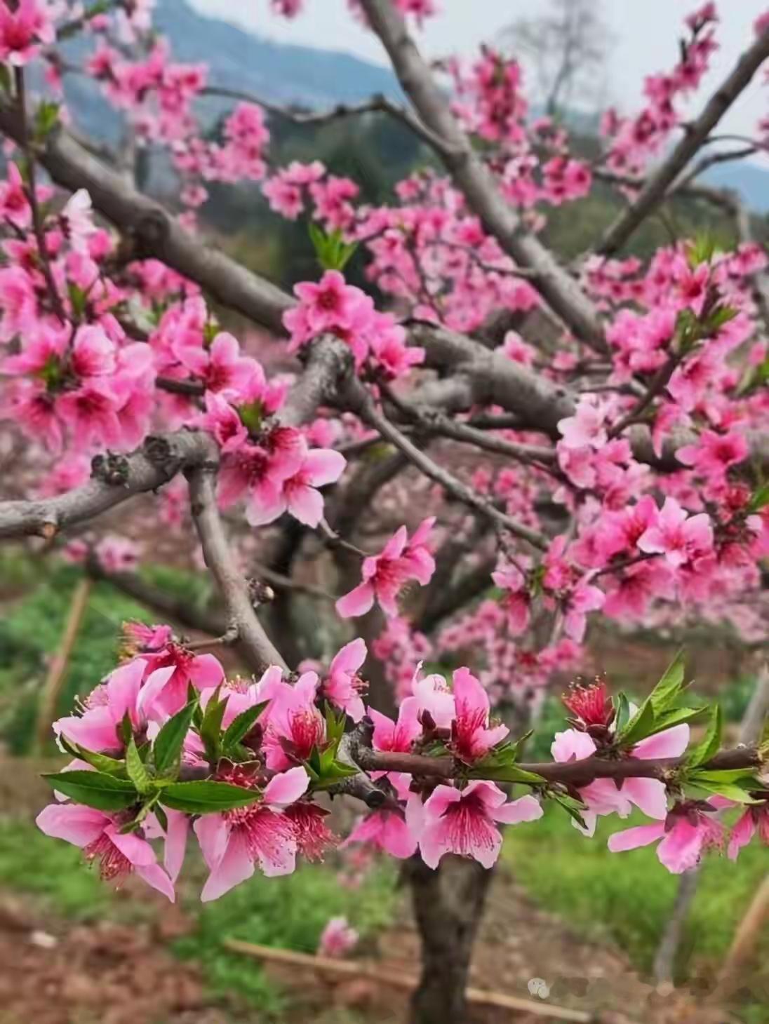 《春吻》
春风温柔沁入心，
蜜蜂轻入桃花阵。
韵味十足酿蜜曲，
丹心赤唇爱意存。