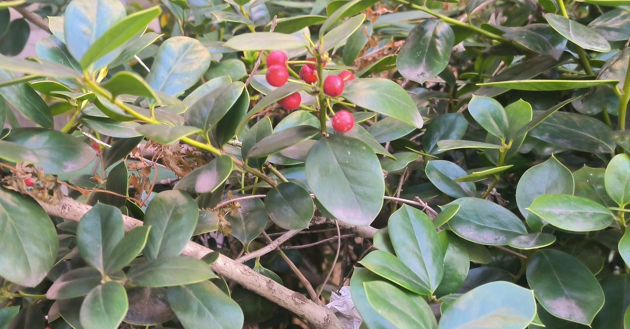 小红果
枝桠在寒风中摇曳
白霜为绿叶披上白纱
几颗艳红小果隐于其中
为冬日抹上温