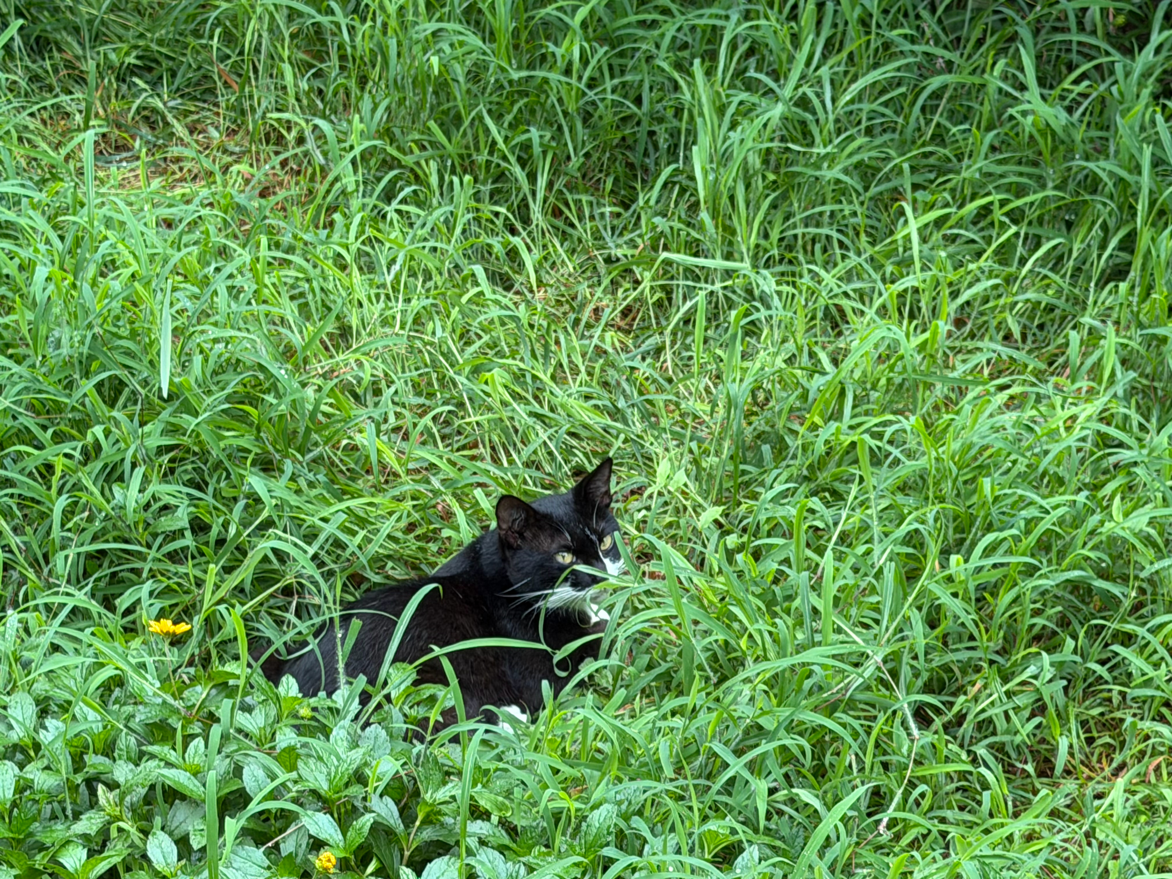 藏在草丛里的小猫咪