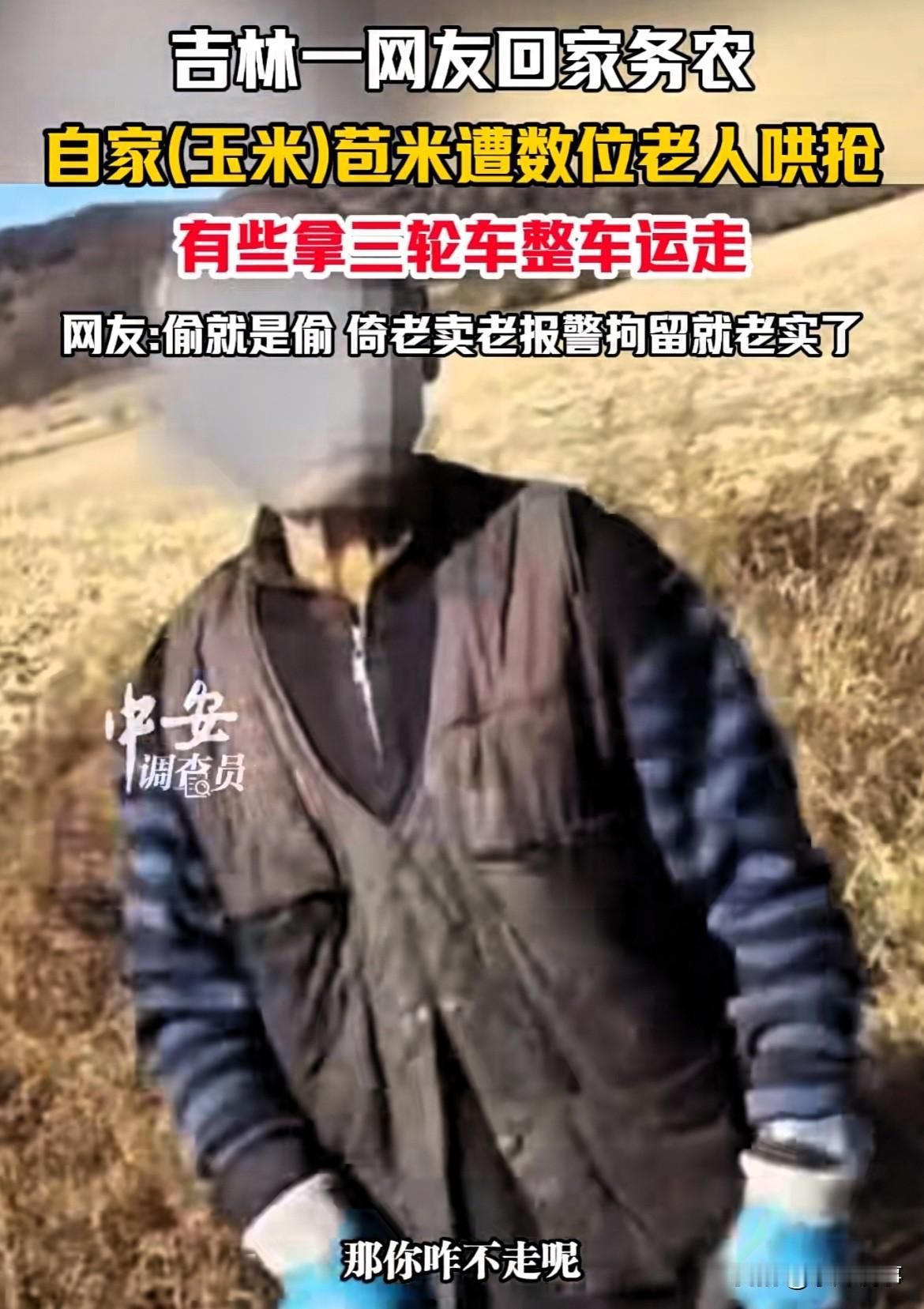 这些老人太过分了！吉林，男子回老家地里收玉米，却发现多名老人“哄抢”玉米，装满了