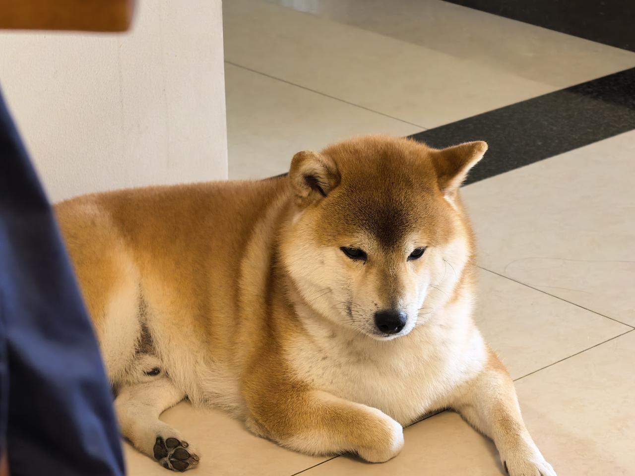 皮皮很不高兴，夹着狗尾巴，耷拉着头趴在地上。

给它喜欢的玩具它也不搭理，给它爱