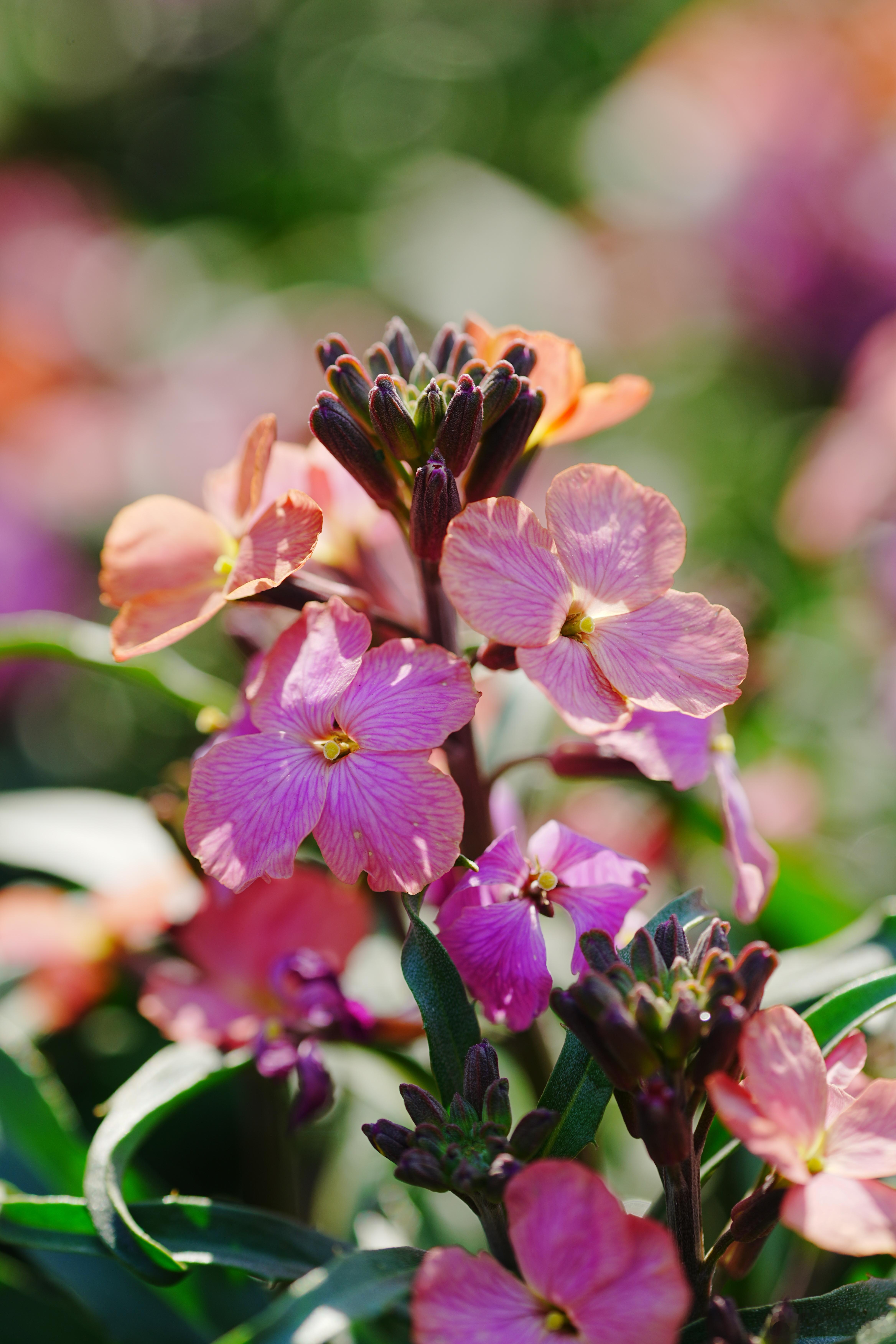 这是变色糖芥，也叫多彩糖芥🌿 同一株花会从鹅黄→橙粉→柔紫慢慢变色，花期超长，