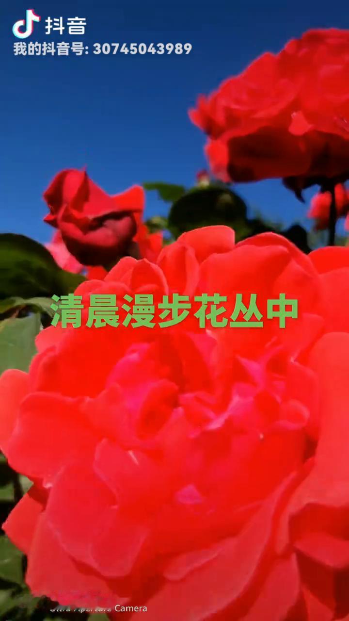 清晨漫步花丛中，步花。