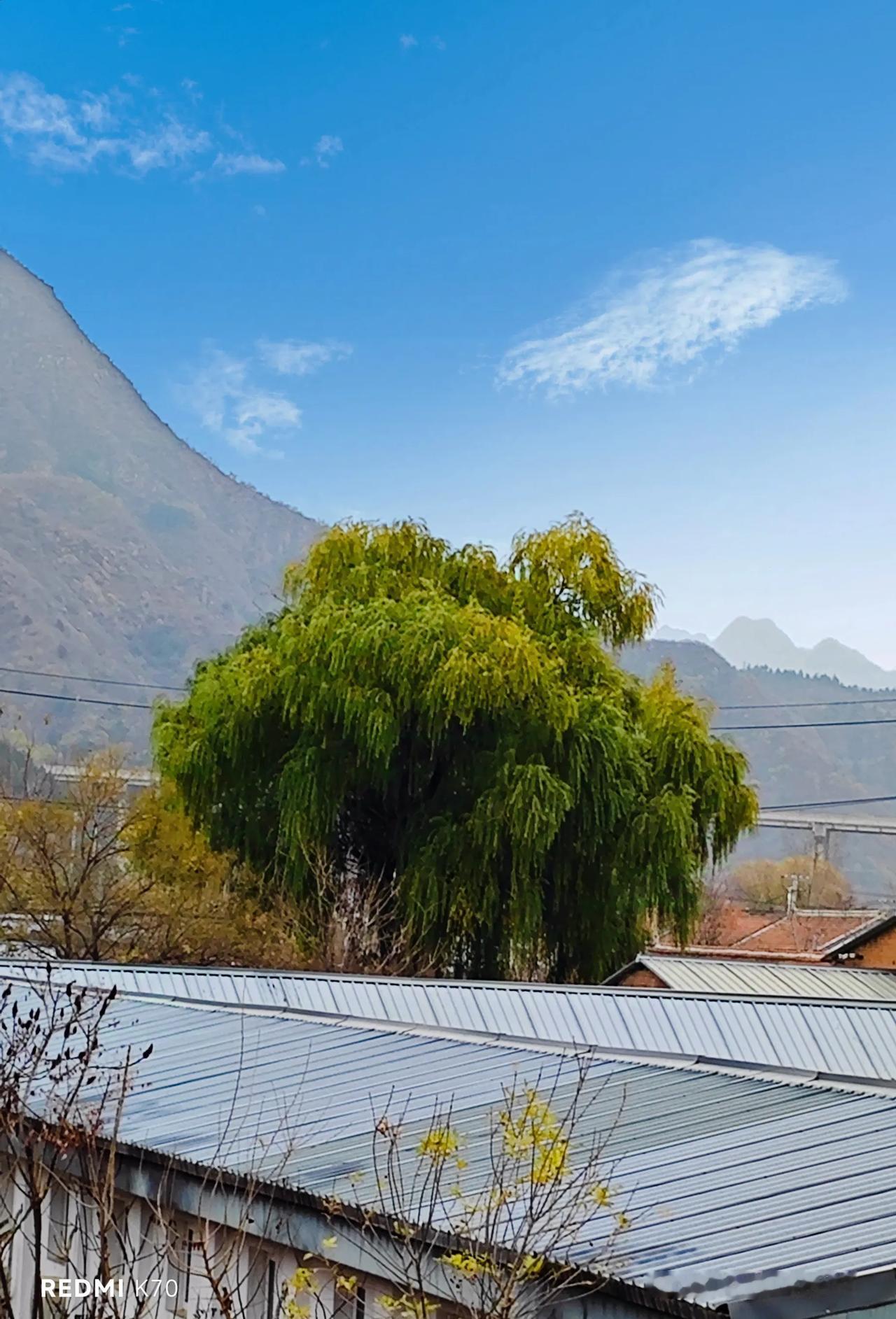 窗外的那棵垂柳叶黄了，冬天真的来了。