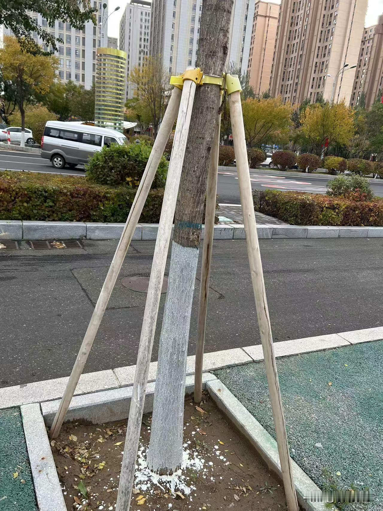 知道这是为什么吗？
为什么一到了冬天，就要给树木刷上白色的油漆？
那是因为：冬天