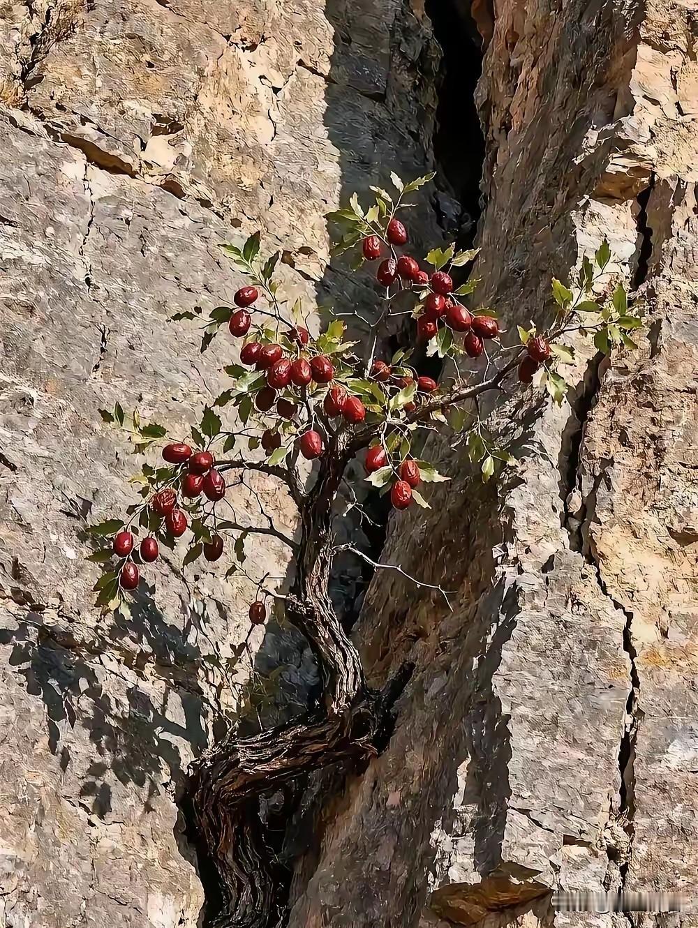 这棵枣树像极了生活!