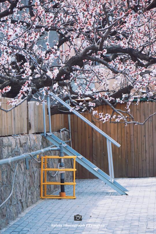 来山礼赴一场春天的约会💌青岛花情实况3.26