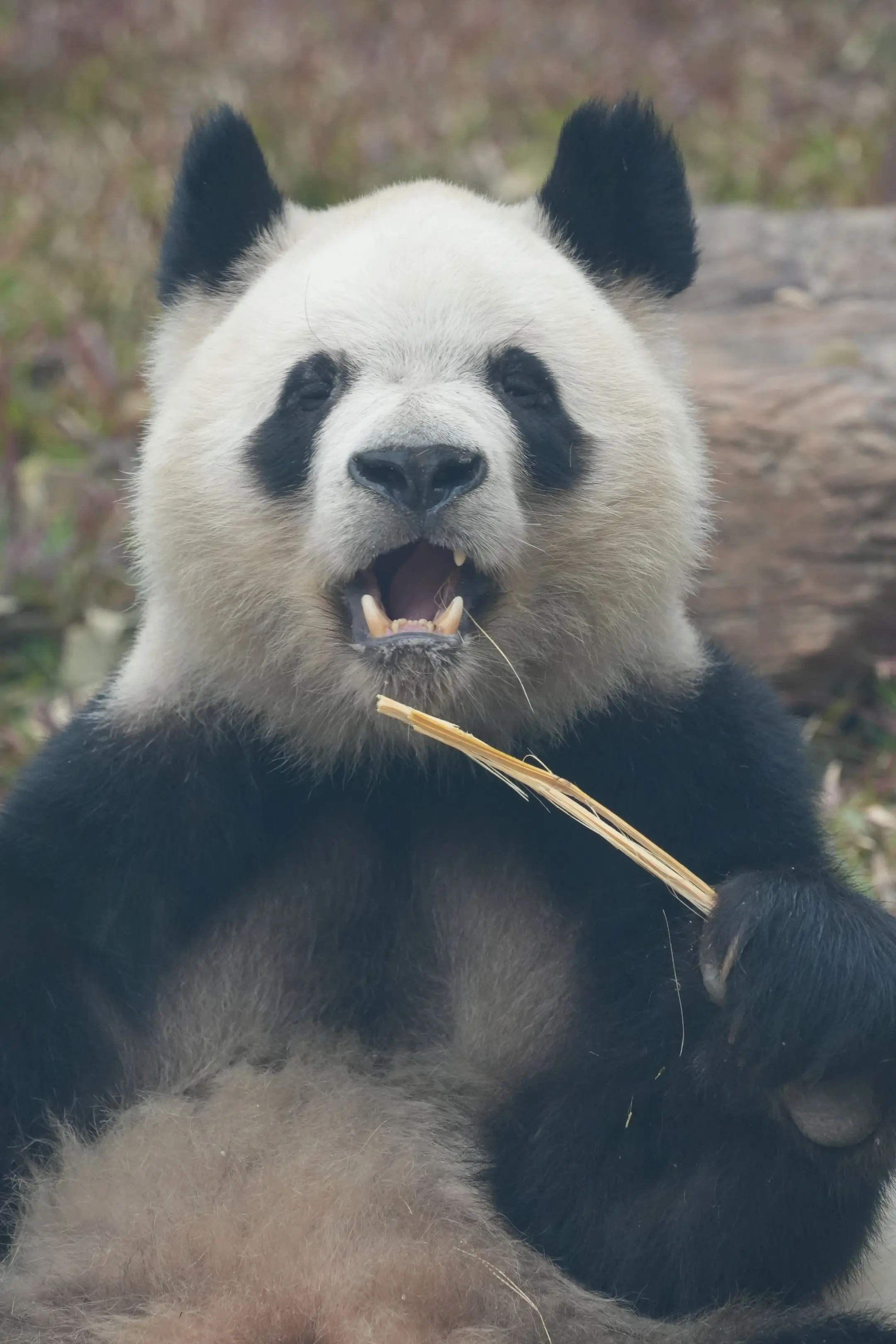 久久看起来发型有点潦草，耳朵真的像刷子。（头发潦草，也比那光头的同事好...
