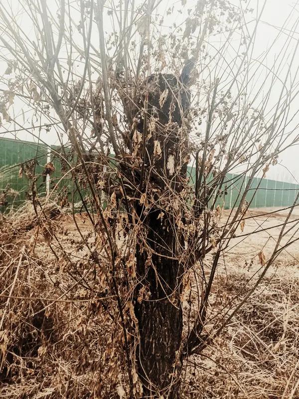 用一句话来形容自己走过的岁月?草木枯荣万象归，人生半百欲无求。