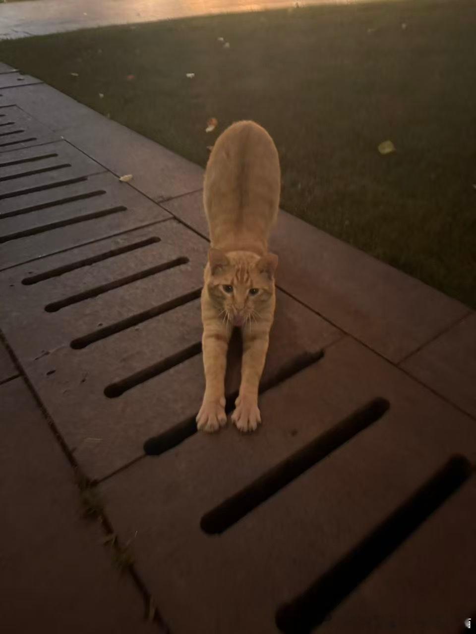 49851【丑猫】魅惑胖橘 