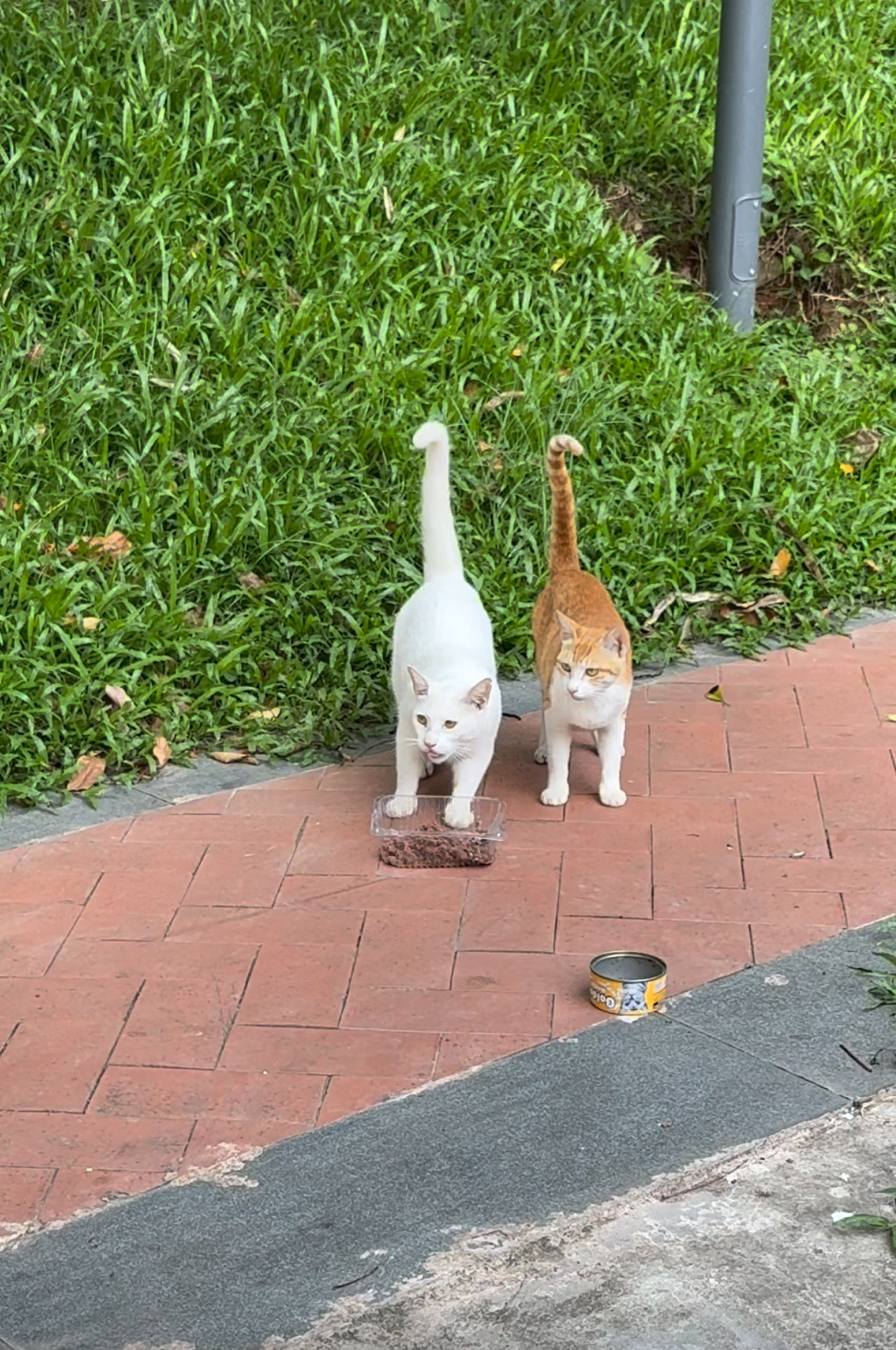 先喂为爱！流浪猫 深圳
