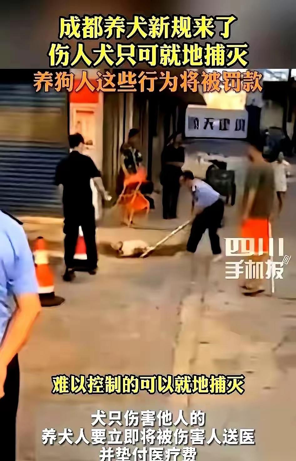 成都新出台的养狗条例一出，不少养狗住户瞬间议论不停，打破了以往养狗扯皮的旧现状。