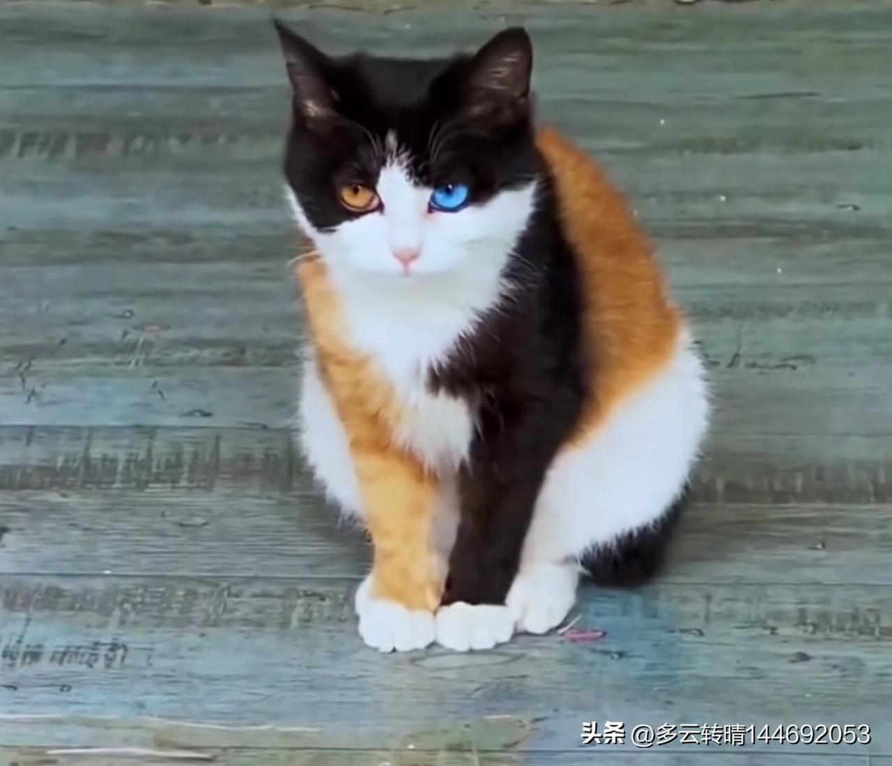 婚内的单身生活，如果没有小孩子需要陪读接送，一个人想干嘛干嘛，真的是非常好的。我