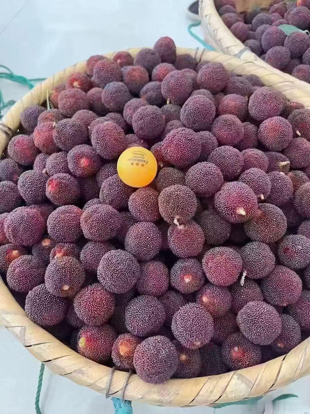 杨梅今年太惨了