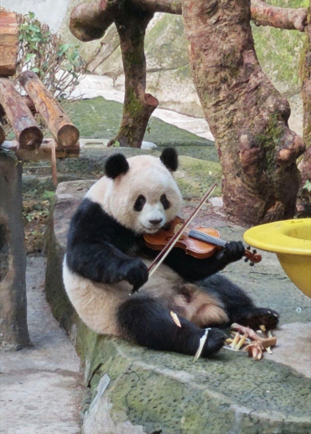 小提琴演奏家渝爱 ​​​