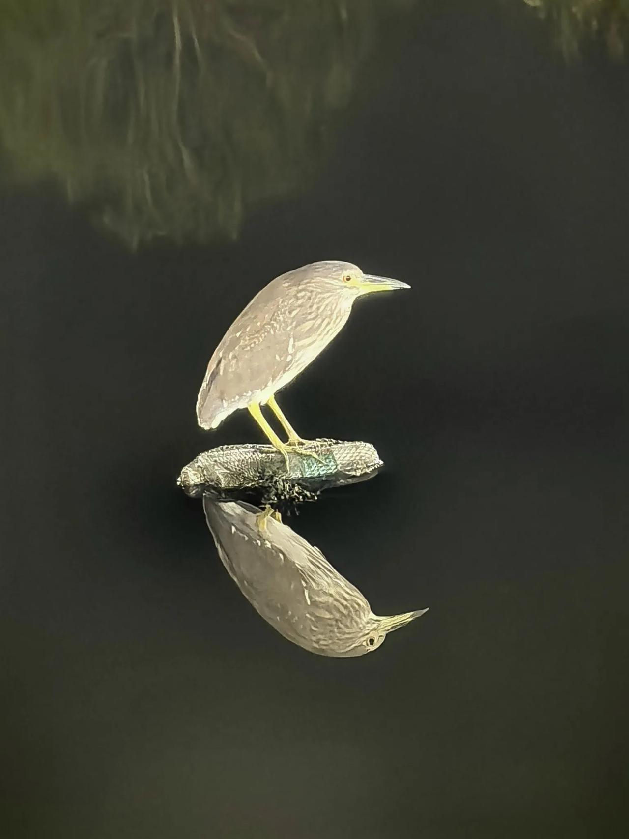 今晚散步终于拍到了！！
