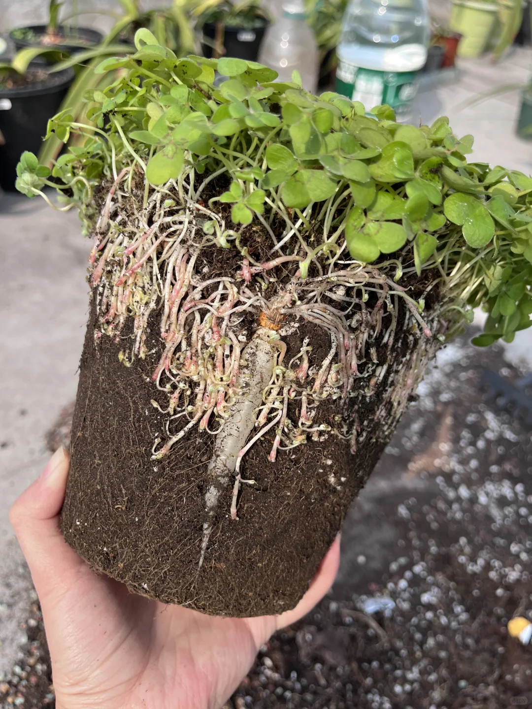 救命，这到底是酢浆草的根还是芽