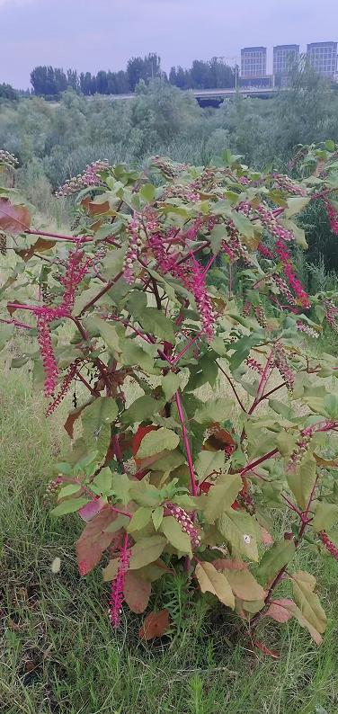 陪孩子在河边转悠，遇到了这种植物。孩子问我它的名字，我答不上来。有没有网友知道，