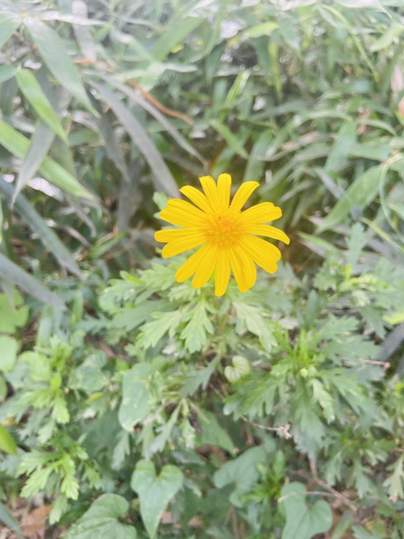 哇 ʔ•̫͡•ʕ好大的太阳，想去拍睡莲的勇气瞬间没啦😎

就近拍拍绿树与天空☁