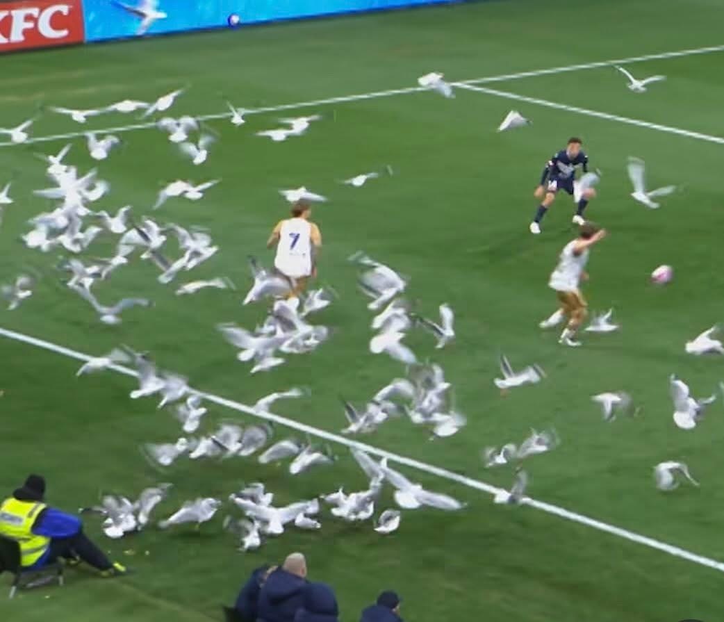 澳職聯今日有「吳宇森」🕊️John Woo FilmA-League 🇦🇺