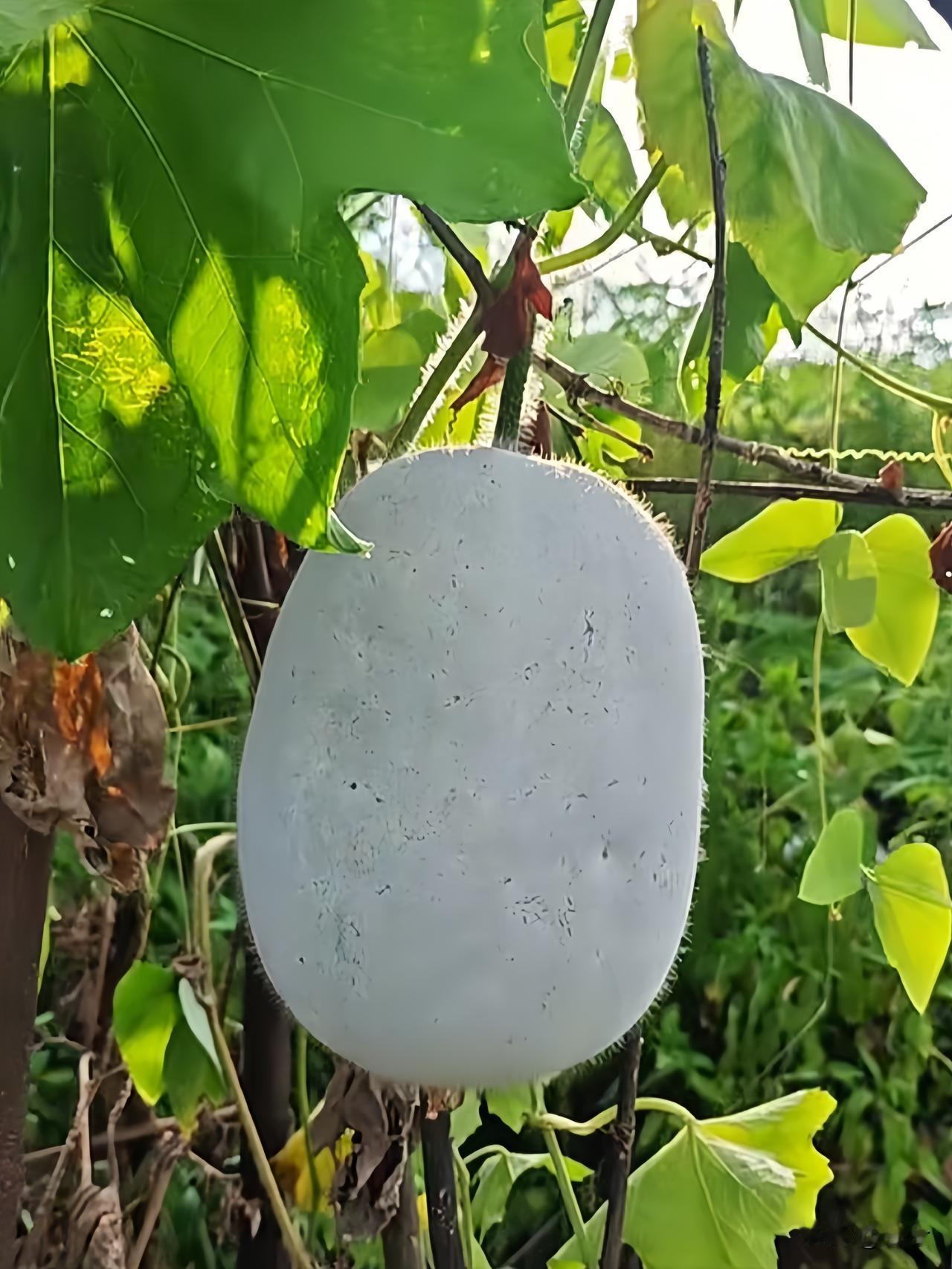 人这一辈子
有人说：
山珍海味一箩筐，
不如秋天的一碗冬瓜汤。

秋天到了，
该