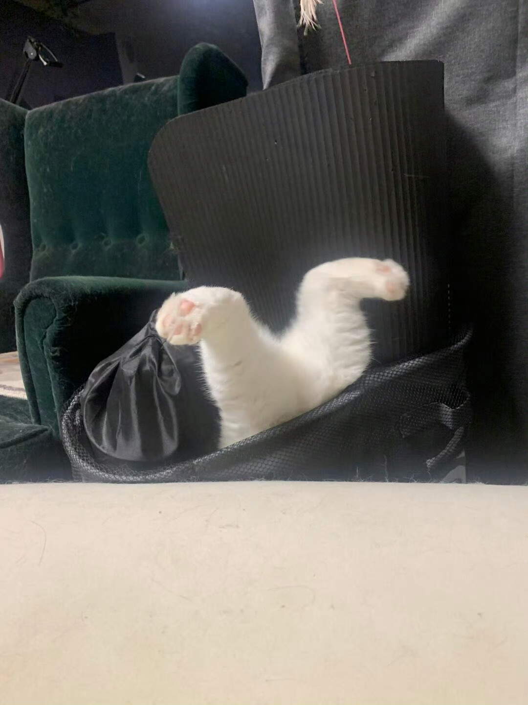 口袋小猫[憧憬] 