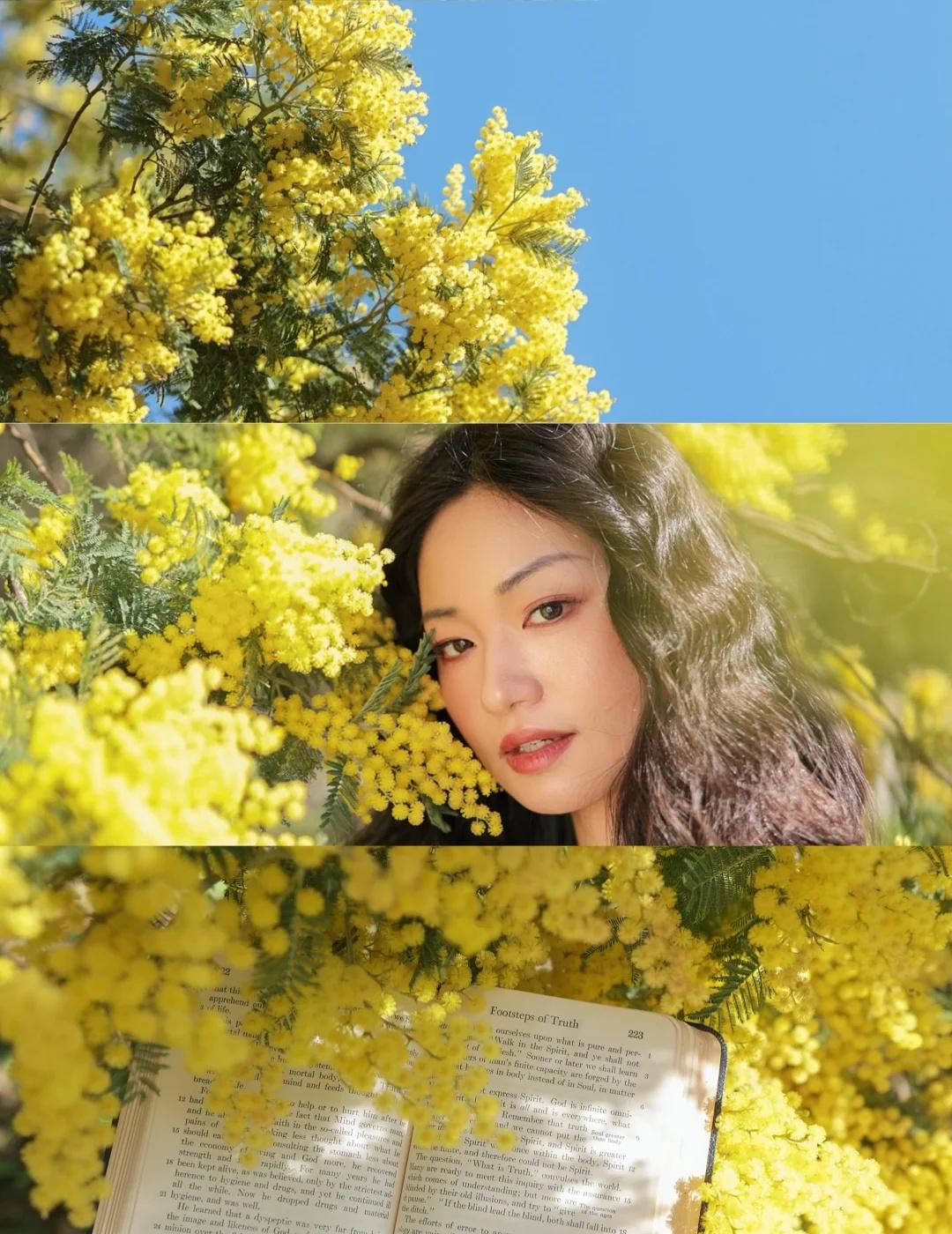 湾区的春日限定｜偶遇一片金合欢花
前天在半岛hiking时意外的发现了这一大片金