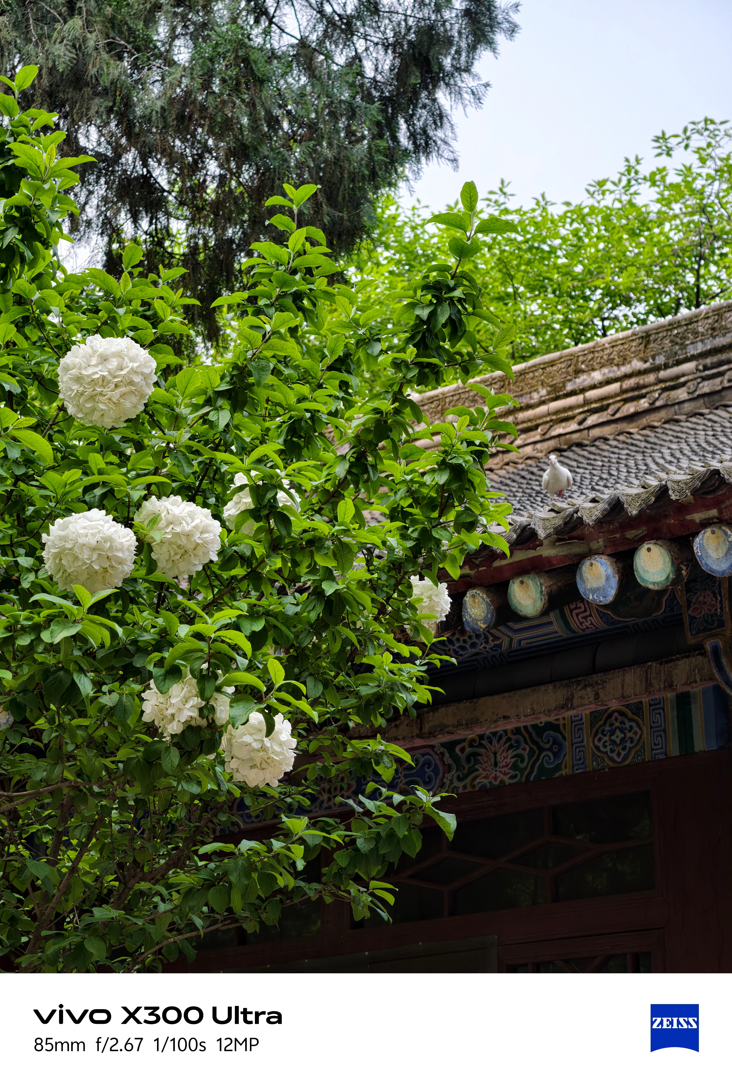 vivo X300 Ultra之西安随手拍，日常游览多用于记录，成像色彩、虚化效