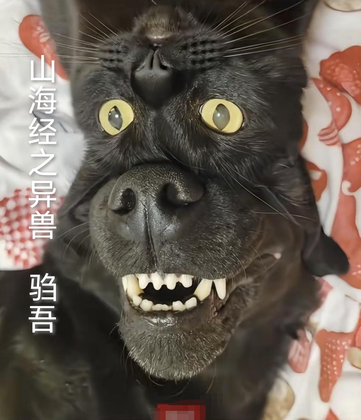 《山海经》对异兽的描述中，有一种叫“ 驺吾”(读zōu wú)的动物，身形如虎、