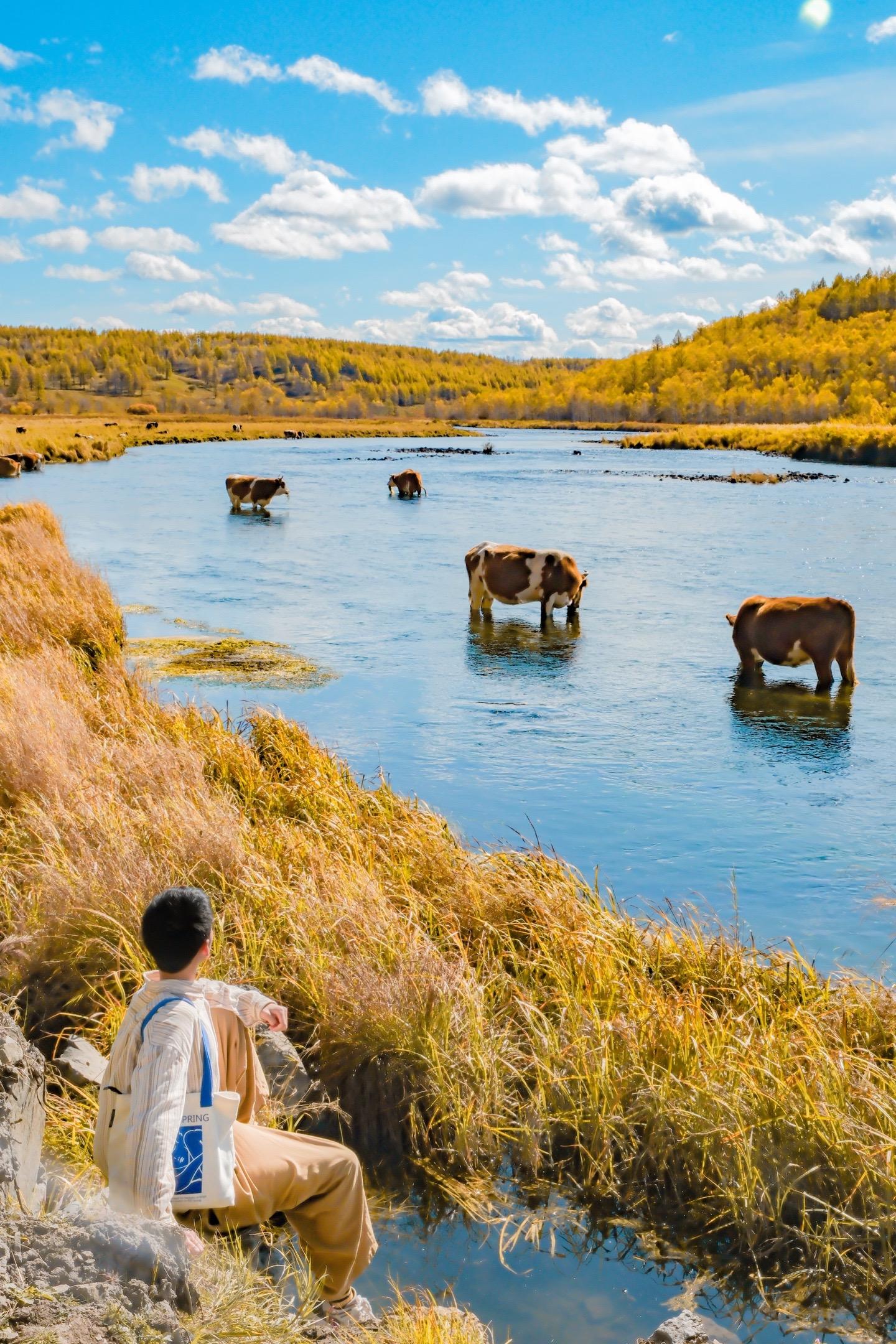 总有一个秋天是留给内蒙古的 从木屋醒来的每一天都是油画.