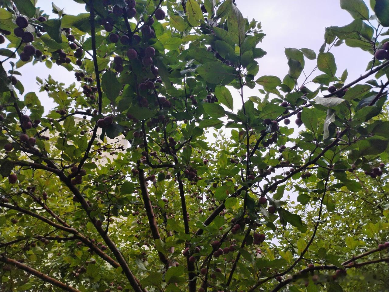 住在乌鲁木齐幸福路的居民果真幸福，你看这一条路栽满了果树，红苹果、青苹果挂满了枝